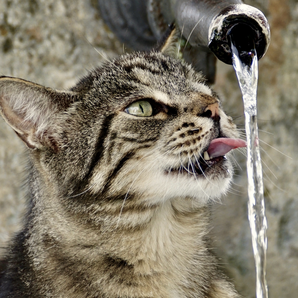 Why Cat Water Fountains are a Lifesaver!