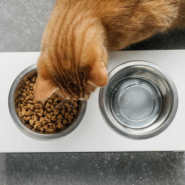 Enhance Your Pet's Dining Experience with Ergonomic Cat Bowl