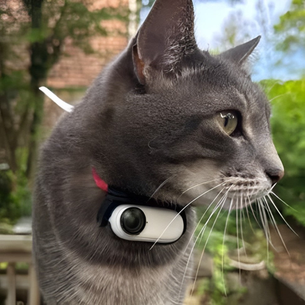 Cat exploring the outdoors with a camera-enabled collar, recording its activities