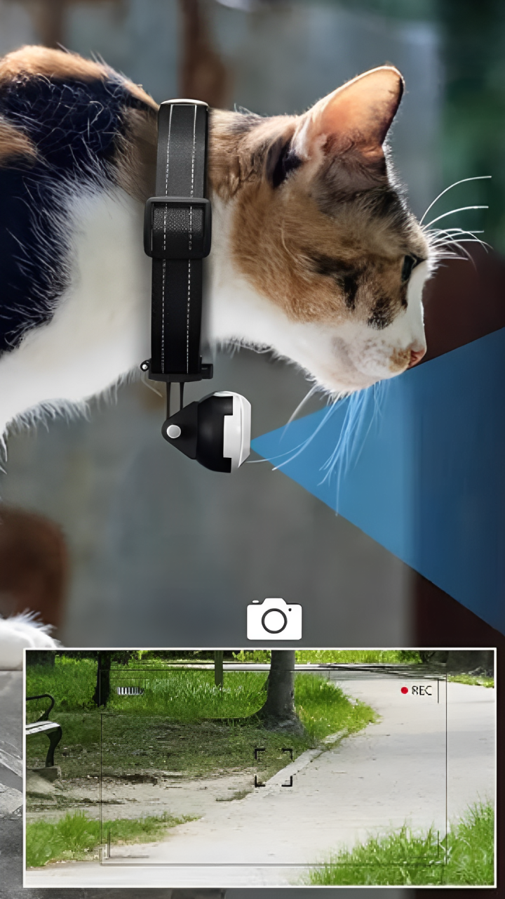 cat collar camera