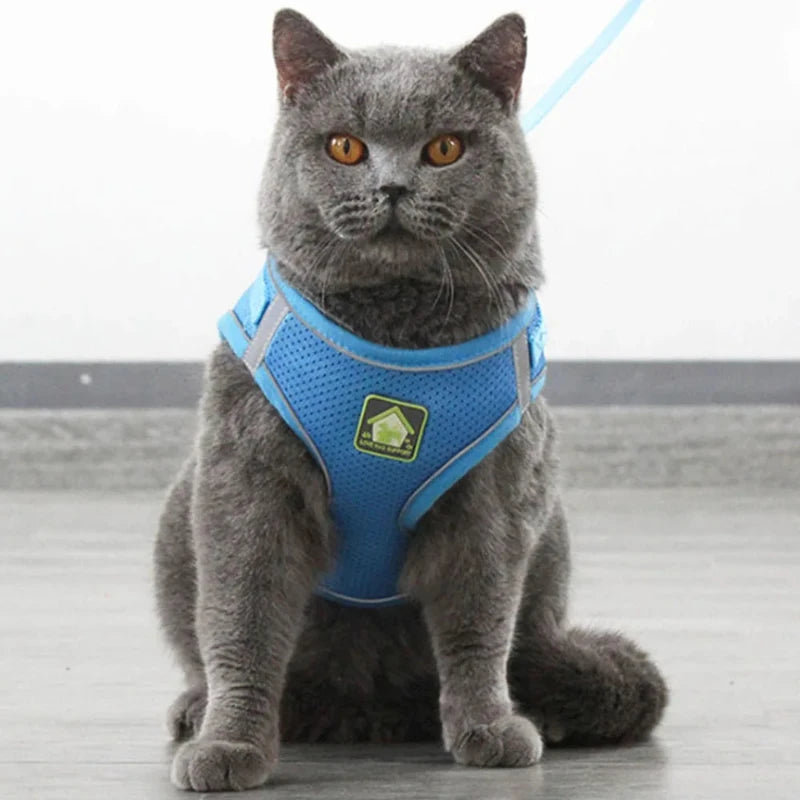 Adjustable escape-proof cat harness with matching leash for secure outings.