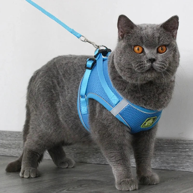 Comfortable padded cat harness for stress-free long walks.