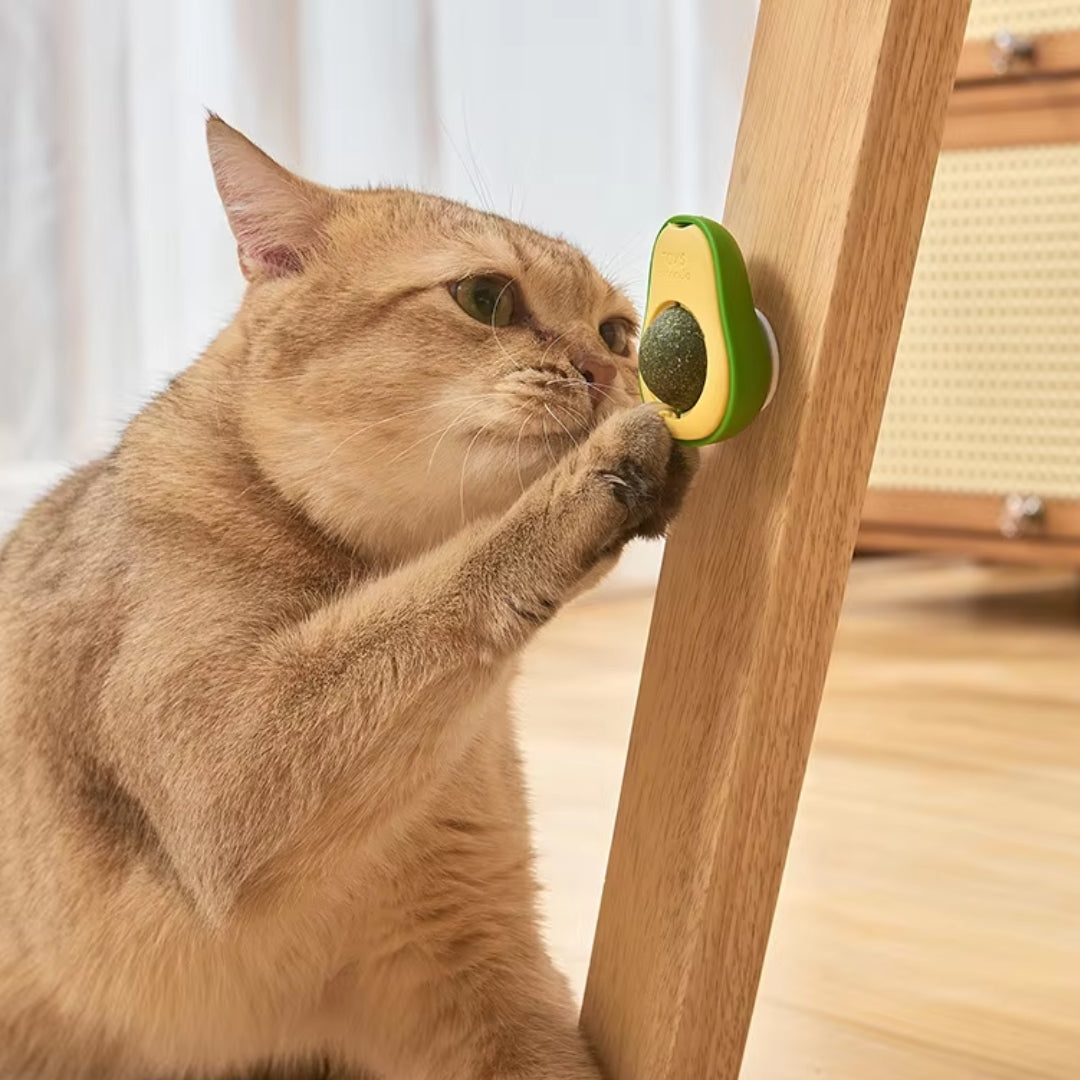 Catnip Toy - Wall Ball Toys